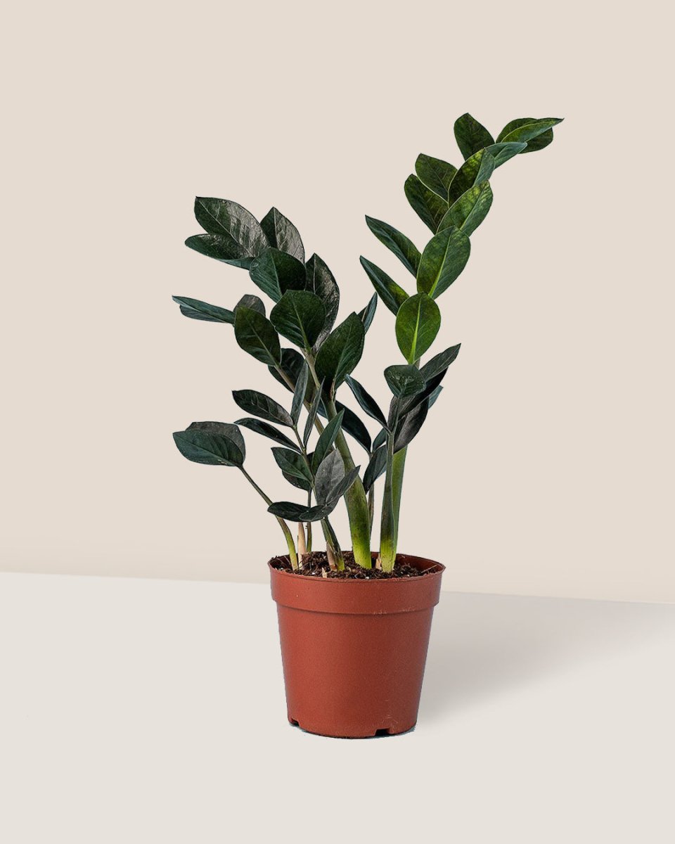 ZZ Raven - grow pot - Just plant - Tumbleweed Plants - Online Plant Delivery Singapore