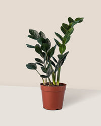 ZZ Raven - grow pot - Just plant - Tumbleweed Plants - Online Plant Delivery Singapore