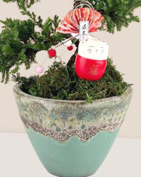 Abundance Juniper Bonsai Tree - xi'an planter - Potted plant - Tumbleweed Plants - Online Plant Delivery Singapore