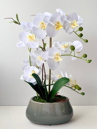 Abundance Royal Phalaenopsis - White - Gifting plant - Tumbleweed Plants - Online Plant Delivery Singapore
