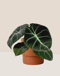 Alocasia Black Velvet - plinth pot - chestnut/large - Just plant - Tumbleweed Plants - Online Plant Delivery Singapore