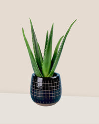 Aloe Vera - antwerp pot black - Potted plant - Tumbleweed Plants - Online Plant Delivery Singapore