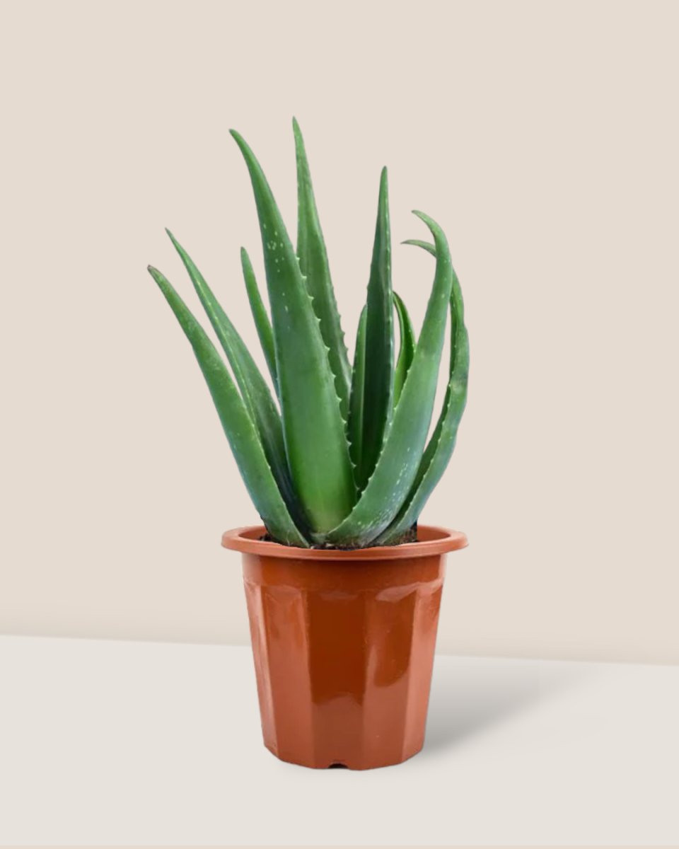 Aloe Vera - grow pot - Potted plant - Tumbleweed Plants - Online Plant Delivery Singapore