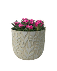 Anacampseros rufescens 'Sunrise' - annabelle planter - Potted plant - Tumbleweed Plants - Online Plant Delivery Singapore