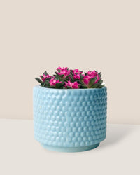 Anacampseros rufescens 'Sunrise' - blue bubble pot - Potted plant - Tumbleweed Plants - Online Plant Delivery Singapore