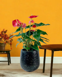 Anthurium Andraeanum Red - little tulip pots - black - Potted plant - Tumbleweed Plants - Online Plant Delivery Singapore
