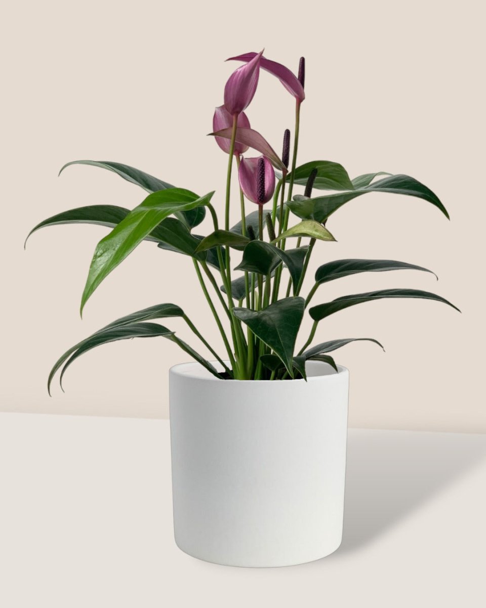 Anthurium Andraeanum "Zizou purple" - ivory essence ceramic pot - large - Potted plant - Tumbleweed Plants - Online Plant Delivery Singapore