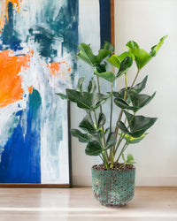 Anthurium Arrow - grow pot - Just plant - Tumbleweed Plants - Online Plant Delivery Singapore