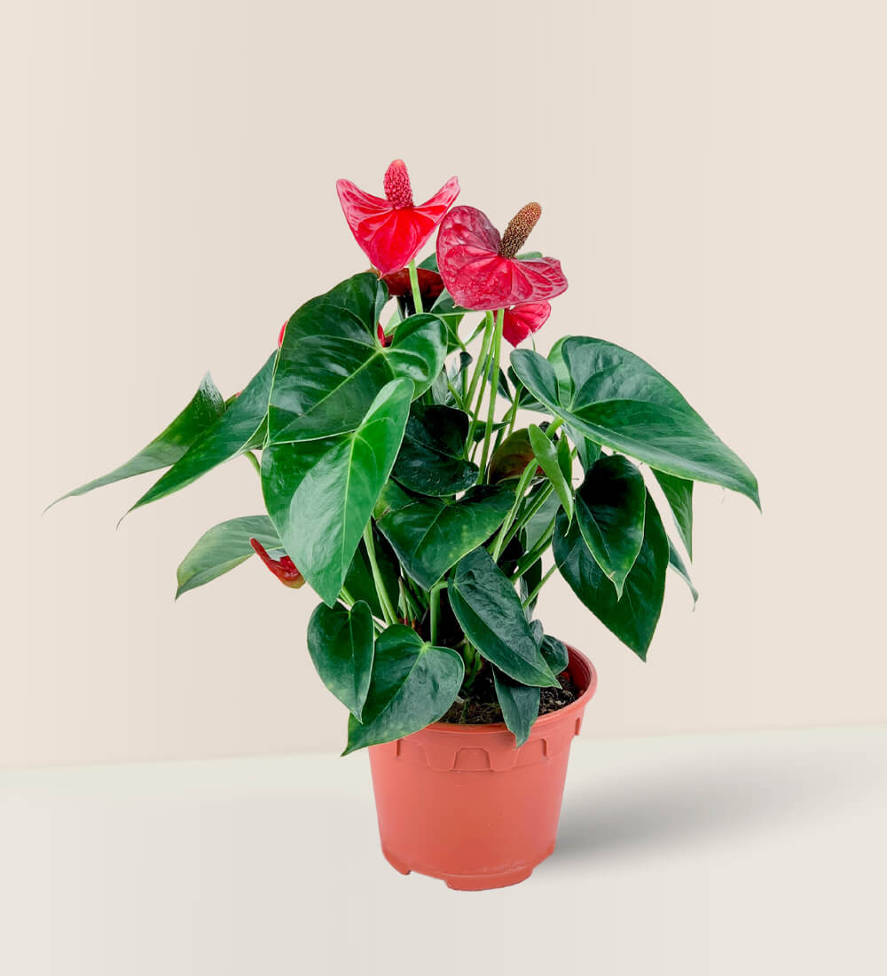 Anthurium Flamingo Red - Grow Pot - Potted plant - Tumbleweed Plants - Online Plant Delivery Singapore