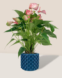 Anthurium Mystique Pink - carter planters - small - Potted plant - Tumbleweed Plants - Online Plant Delivery Singapore