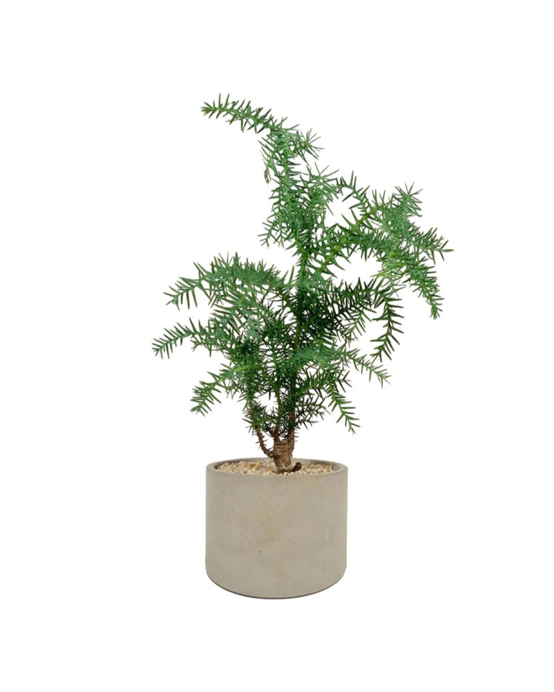 Araucaria cunninghamii - Hoop Pine - Potted plant - Tumbleweed Plants - Online Plant Delivery Singapore