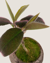 Ardisia Mamillata Hance - Plant - Tumbleweed Plants - Online Plant Delivery Singapore