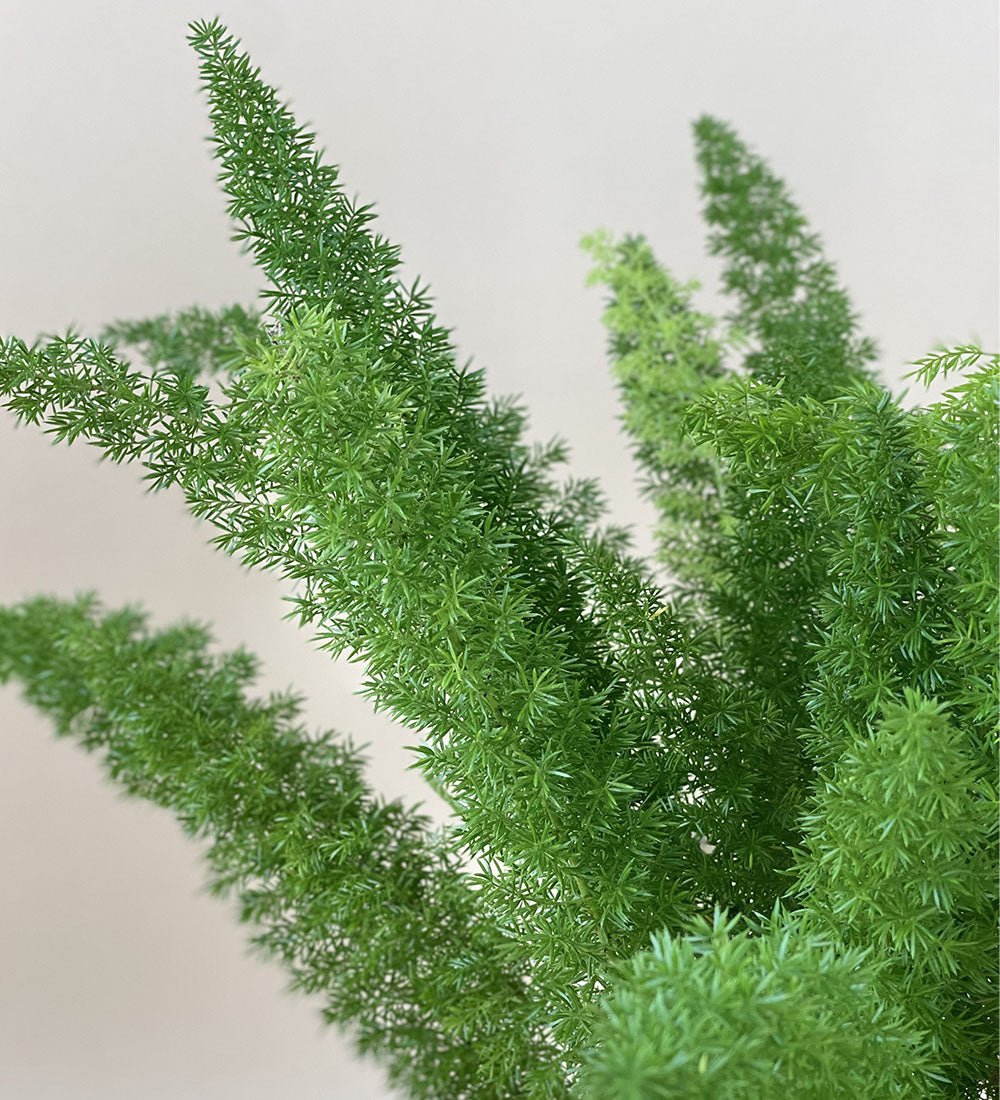 Asparagus Densiflorus - grow pot - Just plant - Tumbleweed Plants - Online Plant Delivery Singapore