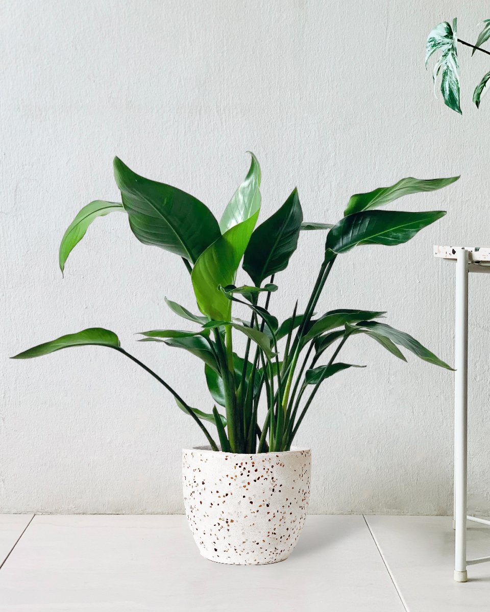 Baby Bird of Paradise - egg pot - small/white - Gifting plant - Tumbleweed Plants - Online Plant Delivery Singapore