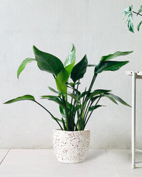 Baby Bird of Paradise - egg pot - small/white - Gifting plant - Tumbleweed Plants - Online Plant Delivery Singapore