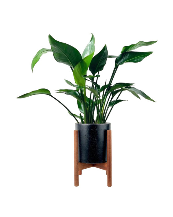 Baby Bird of Paradise - mid century plant stand - Gifting plant - Tumbleweed Plants - Online Plant Delivery Singapore