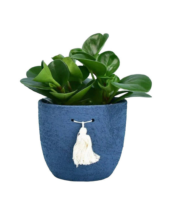 Baby Rubber Plant - tassel pot - blue - Potted plant - Tumbleweed Plants - Online Plant Delivery Singapore