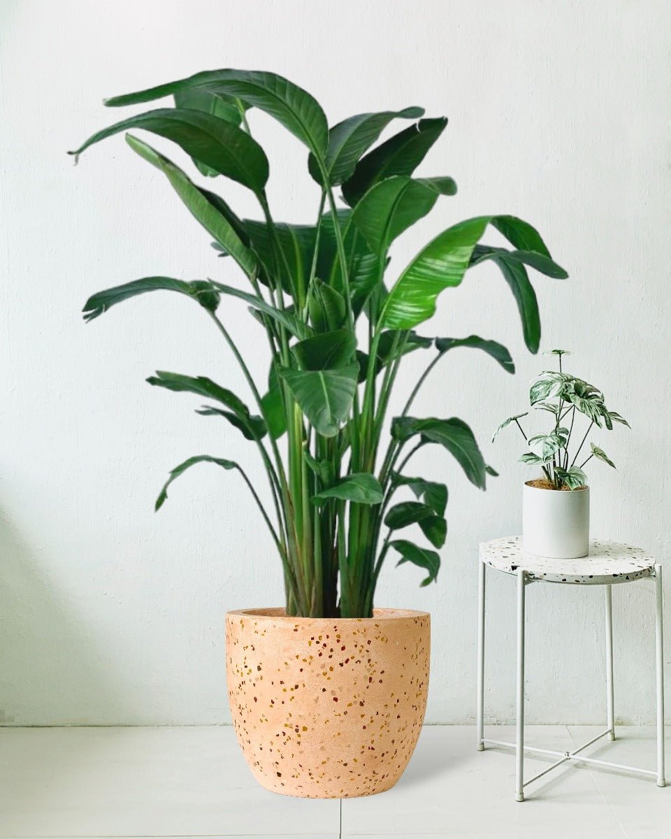 Bird of Paradise - egg pot pink - Potted plant - Tumbleweed Plants - Online Plant Delivery Singapore