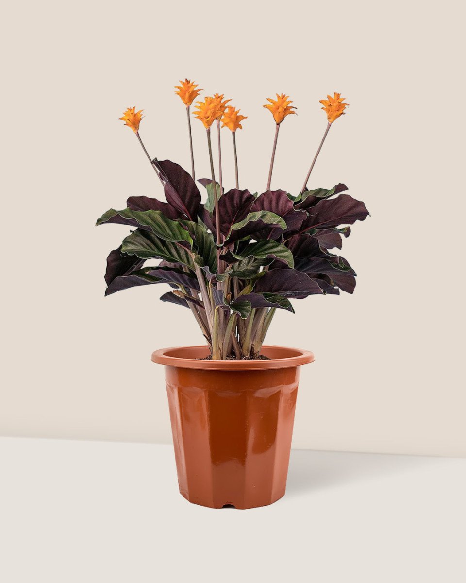 Calathea Eternal Flame - grow pot - Just plant - Tumbleweed Plants - Online Plant Delivery Singapore