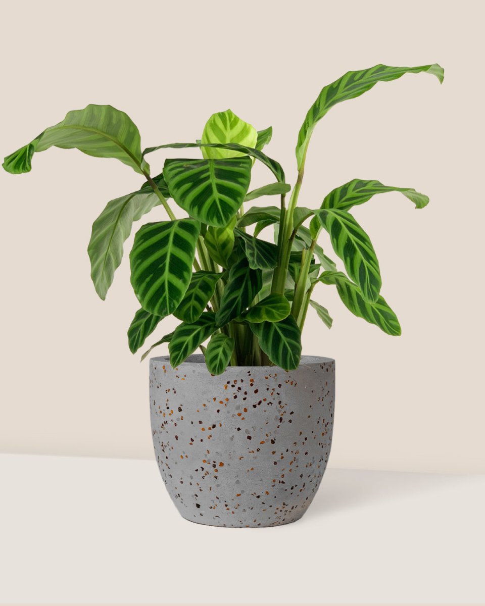 Calathea Zebrina - egg pot - small/grey - Potted plant - Tumbleweed Plants - Online Plant Delivery Singapore