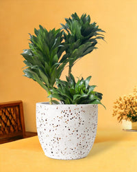 Dracaena Compacta - egg pots - white/small - Potted plant - Tumbleweed Plants - Online Plant Delivery Singapore