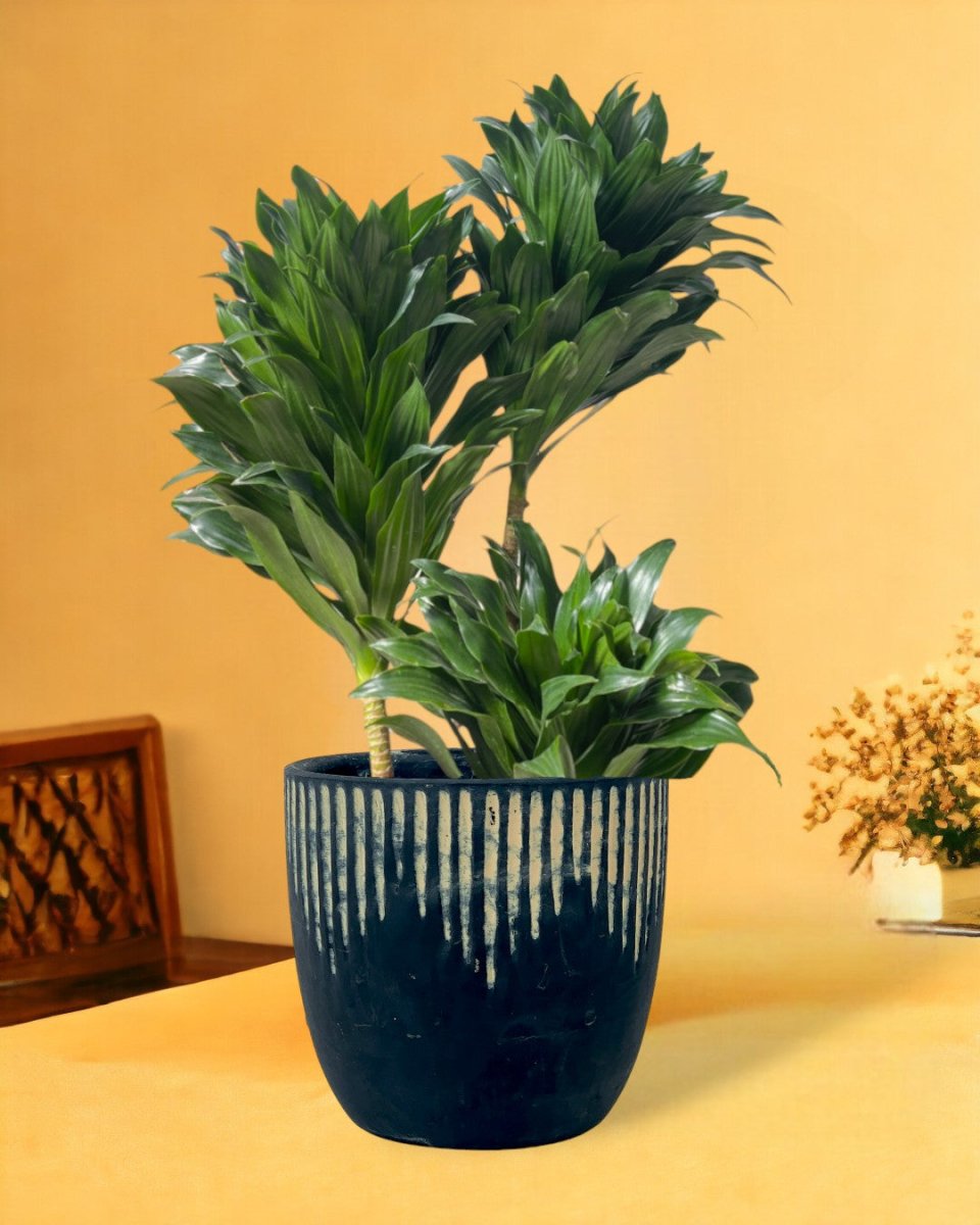 Dracaena Compacta - etched planter - large - Potted plant - Tumbleweed Plants - Online Plant Delivery Singapore