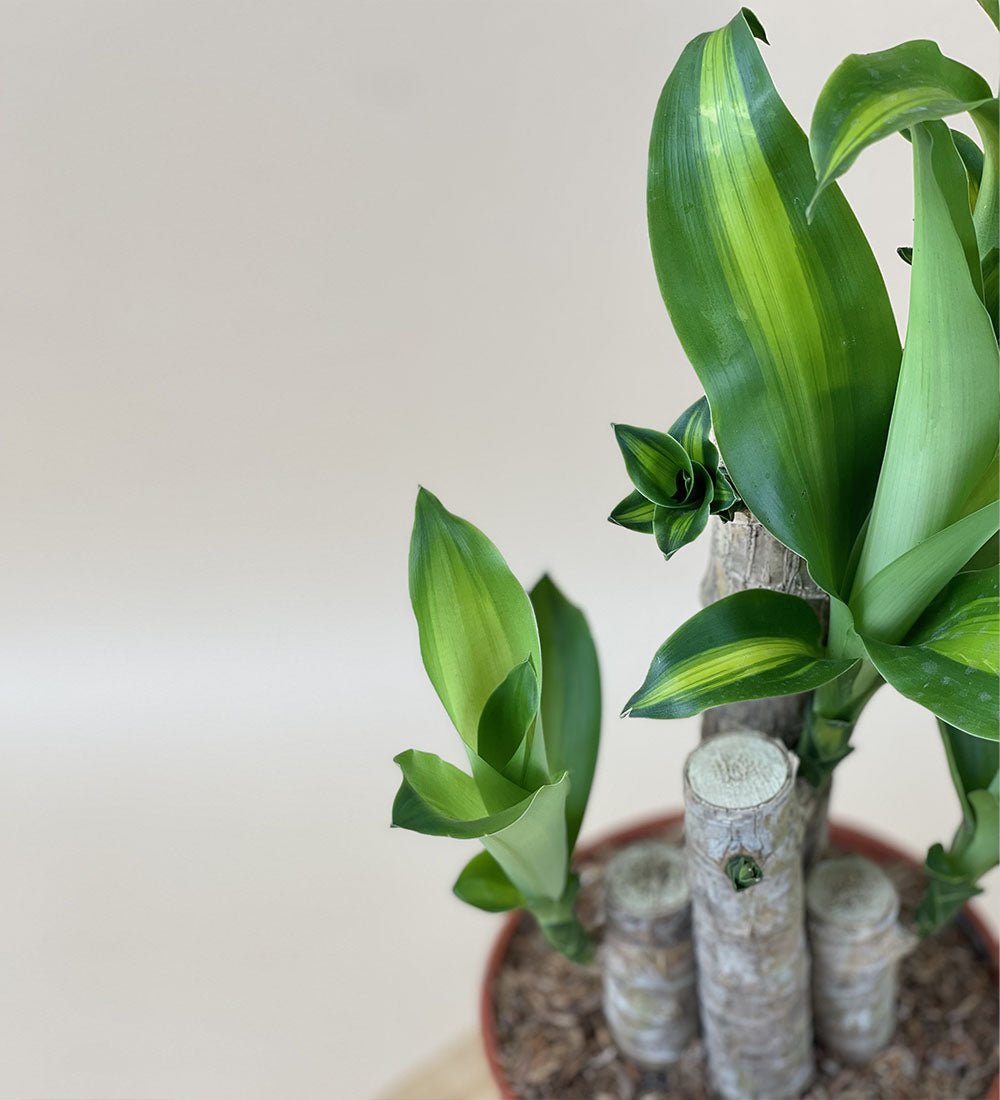 Dracaena Fragrans(Iron Tree) - 50cm - Just plant - Tumbleweed Plants - Online Plant Delivery Singapore