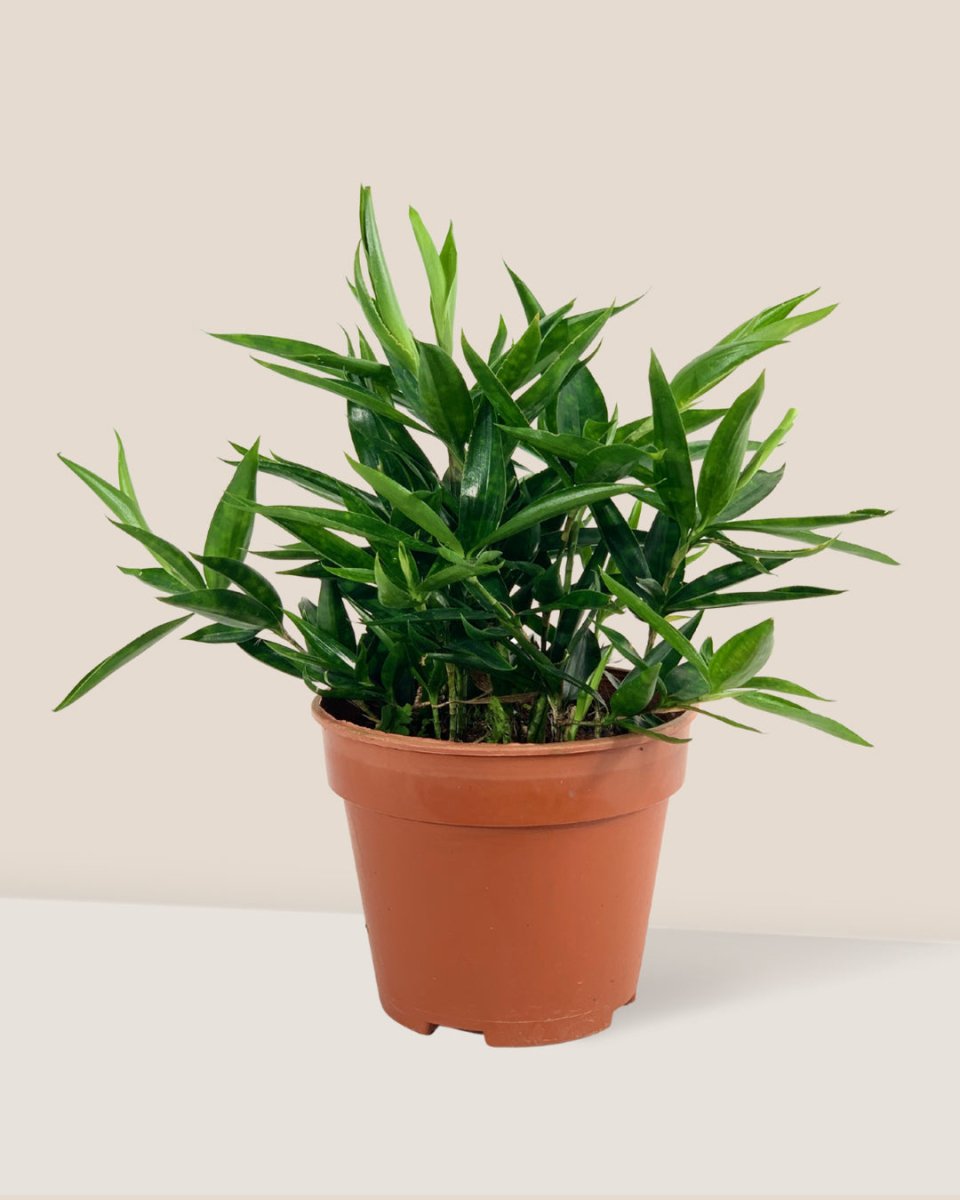 Dracaena Surculosa Dwarf - grow pot - Potted plant - Tumbleweed Plants - Online Plant Delivery Singapore