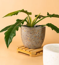 Egg Pots - grey - Pot - Tumbleweed Plants - Online Plant Delivery Singapore