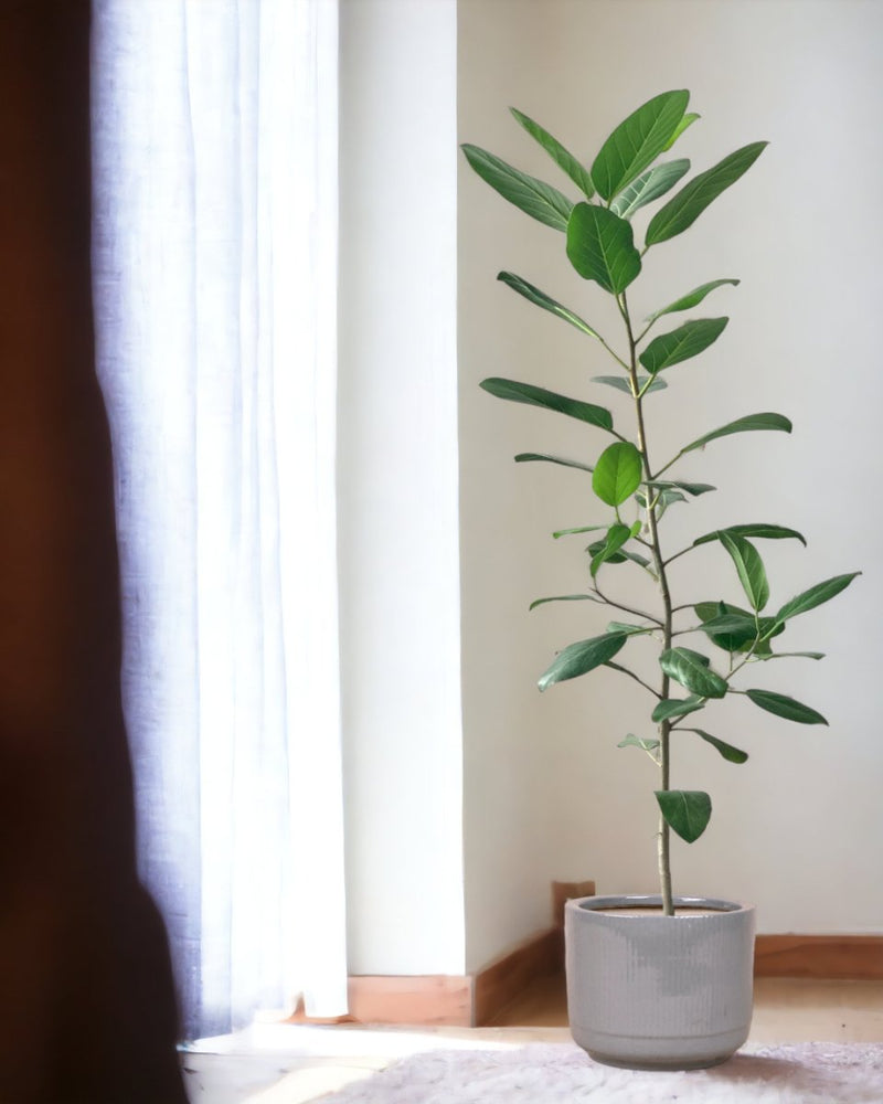 Ficus Audrey 1.2m - dotted rim terracotta pot - Potted plant - Tumbleweed Plants - Online Plant Delivery Singapore