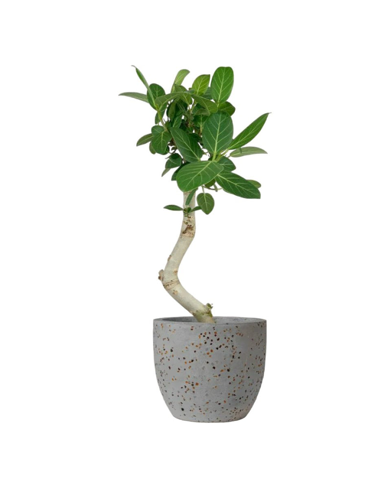 Ficus Beng Audrey - little egg pot grey - Potted plant - Tumbleweed Plants - Online Plant Delivery Singapore