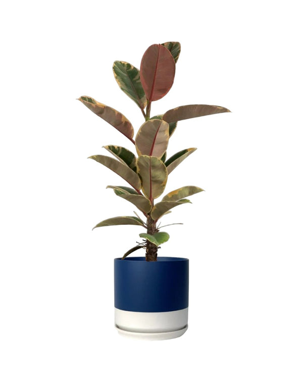 Ficus Elastica Ruby - grow pot - Just plant - Tumbleweed Plants - Online Plant Delivery Singapore