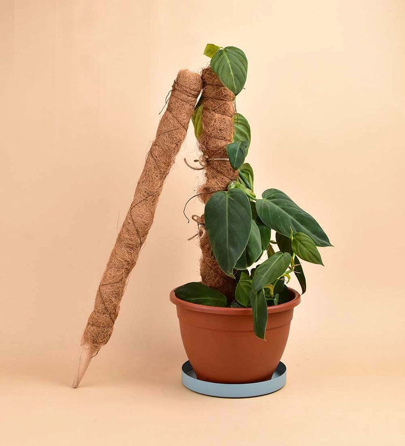 Grow Poles - 30cm - Tool - Tumbleweed Plants - Online Plant Delivery Singapore