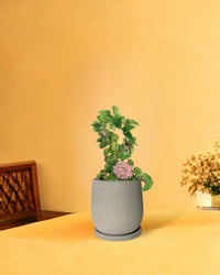Hoya Curly - dusty grey cement planter in tray (12cm) - Potted plant - Tumbleweed Plants - Online Plant Delivery Singapore