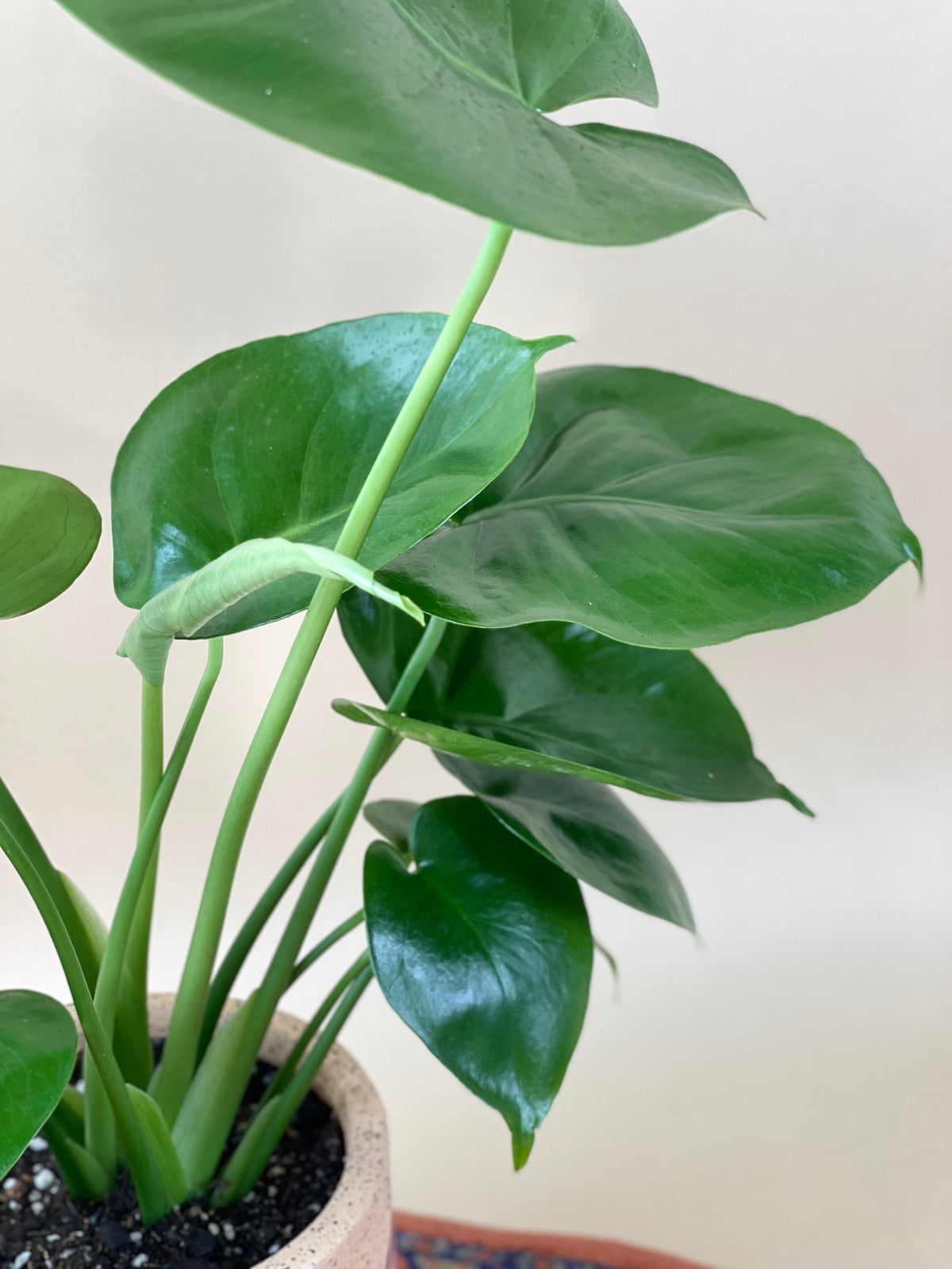 Baby Monstera Deliciosa