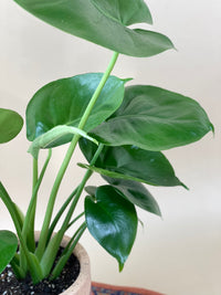 Baby Monstera Deliciosa