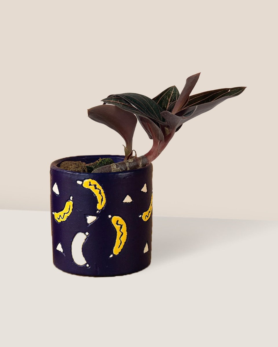 Jewel Orchid - banana pot - blue - Just plant - Tumbleweed Plants - Online Plant Delivery Singapore