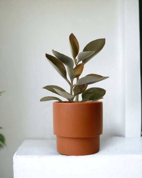 Kalanchoe Orgyalis ‘Copper Spoons’ - plinth pot - chestnut - Just plant - Tumbleweed Plants - Online Plant Delivery Singapore