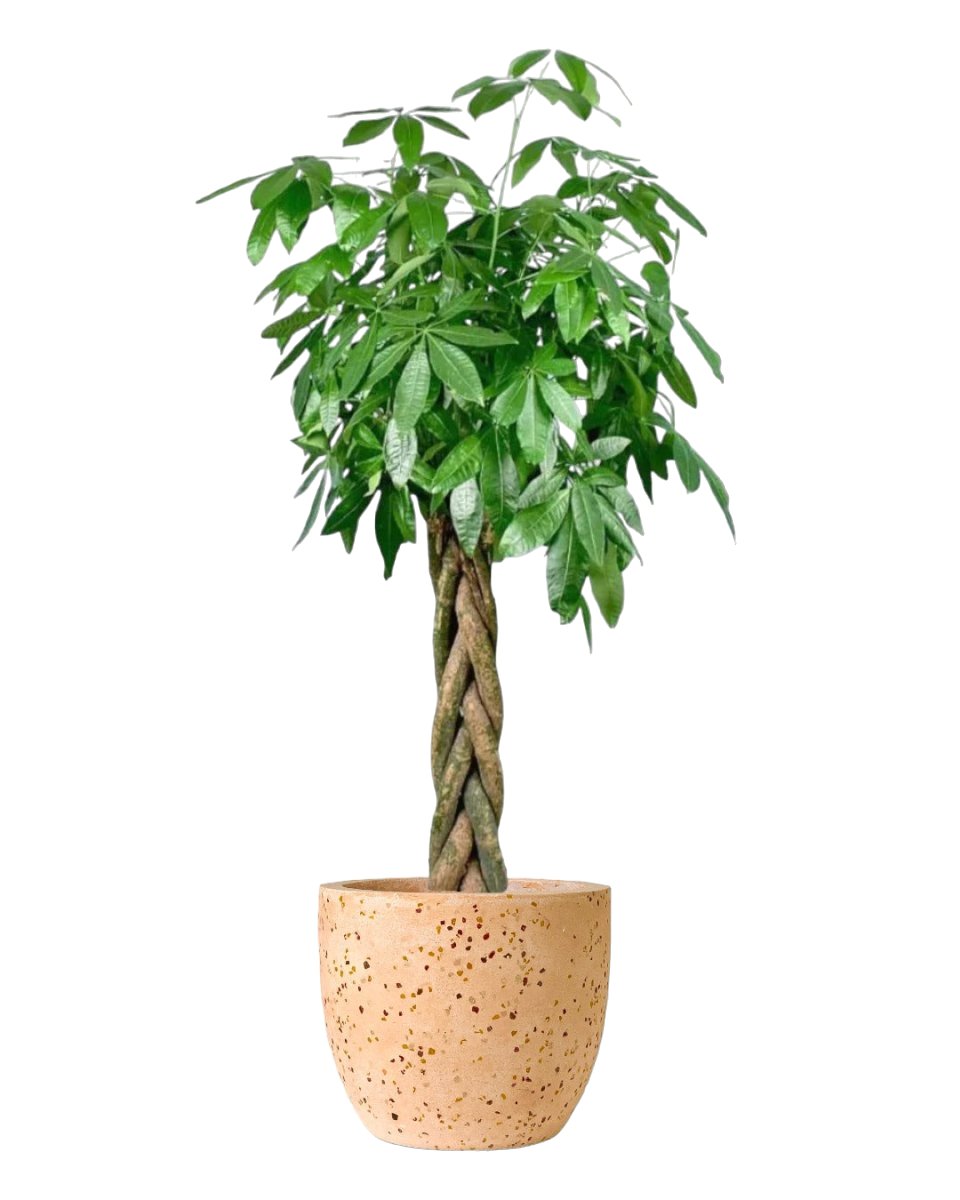 Large Money Tree - egg pot - large/grey - Potted plant - Tumbleweed Plants - Online Plant Delivery Singapore