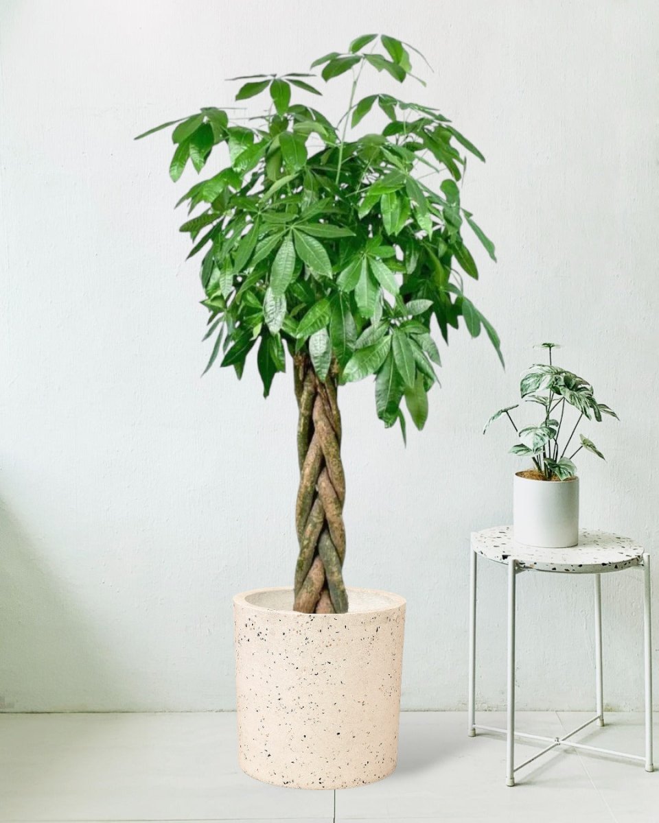 Large Money Tree - large white cylinder terrazzo - Potted plant - Tumbleweed Plants - Online Plant Delivery Singapore