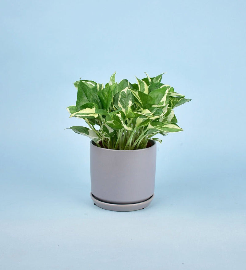 Little Cylinder Grey with Tray Planter - Pot - Tumbleweed Plants - Online Plant Delivery Singapore