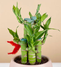 Lucky Bamboo Plant - addie planter (blush) - Gifting plant - Tumbleweed Plants - Online Plant Delivery Singapore