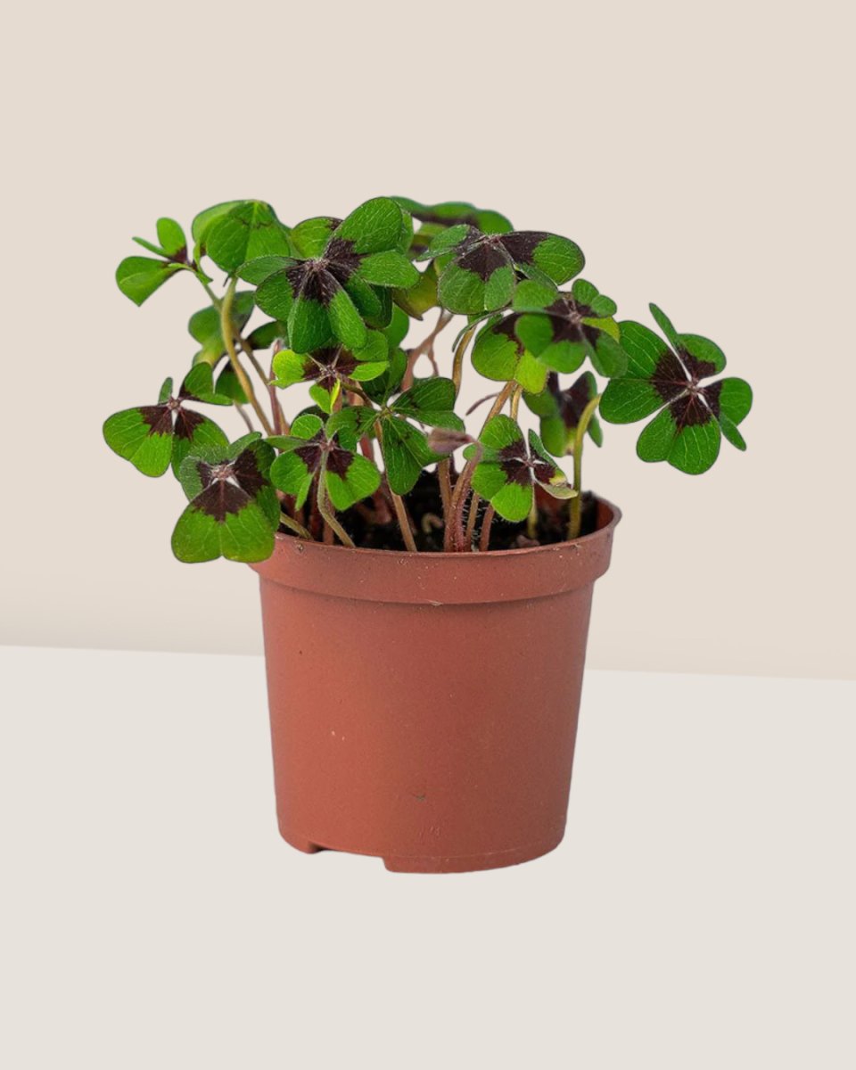 Lucky Clover Plant - grow pot - Just plant - Tumbleweed Plants - Online Plant Delivery Singapore