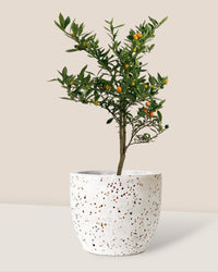 Mini Orange Tree - egg pot - small/white - Gifting plant - Tumbleweed Plants - Online Plant Delivery Singapore