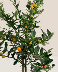 Mini Orange Tree - grow pot - Gifting plant - Tumbleweed Plants - Online Plant Delivery Singapore