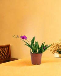 Mini Orchid - grow pot - Potted plant - Tumbleweed Plants - Online Plant Delivery Singapore