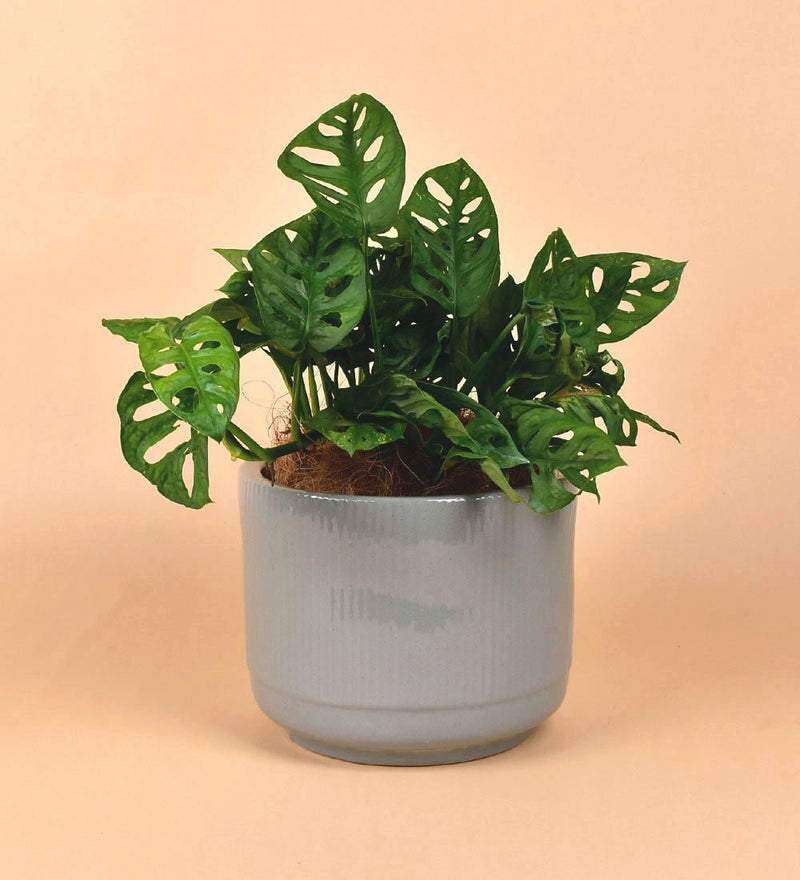 Morandi Pot - Pot - Tumbleweed Plants - Online Plant Delivery Singapore