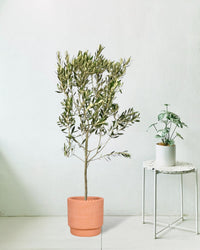 Olive Tree - Japan (1.1-1.3m) - dotted rim terracotta pot - Potted plant - Tumbleweed Plants - Online Plant Delivery Singapore