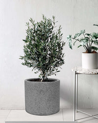 Olive Tree (Olea Europaea Holland) - grey terrazzo pot - Potted plant - Tumbleweed Plants - Online Plant Delivery Singapore