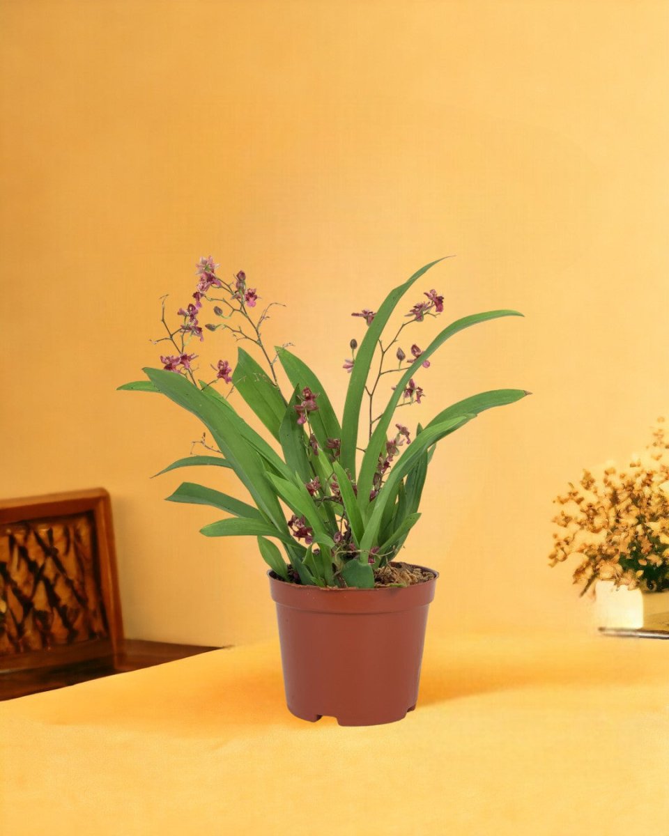 Oncidium Twinkle - grow pot - Potted plant - Tumbleweed Plants - Online Plant Delivery Singapore